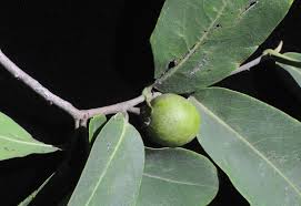 Image result for Diospyros mespiliformis