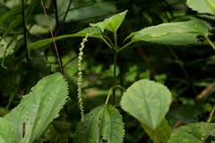 Image result for Boehmeria macrophylla