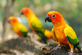 Beautiful Colorful Sun Conure Parrot Birds On The Tree