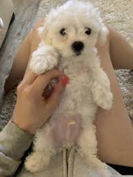 Teacup maltipoo puppies for sale in pennsylvania, pa. Maltipoo Puppies For Sale Palm Harbor Fl 281809