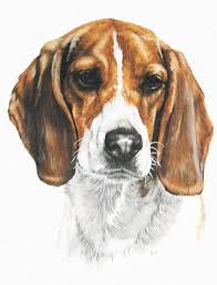 Paintings Of Beagles Face Beagle Art Dog Paintings Dog Art