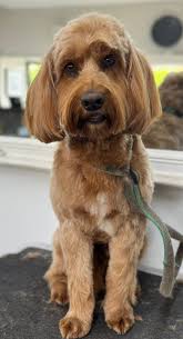 Vicki Bell's Short Bark & Sides