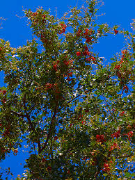 Image result for Pithecellobium dulce