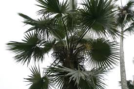 Image result for Coccothrinax argentea