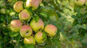Horse or cow manure which is better. 7 Best Fertilizers For Fruit Trees A Buyers Guide Plantophiles