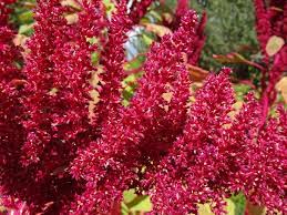 Growing And Harvesting Edible Amaranth Amaranth Flower Amaranth Plant Amaranth