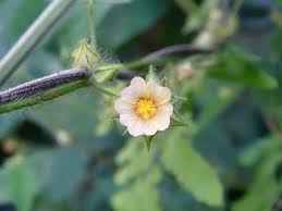 Image result for Sida urens