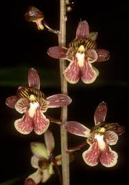 Image result for Oeceoclades saundersiana