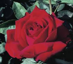 Peak Performance Hybrid Tea Rose Long Lasting Blooms From Spring To Fall Hybrid Tea Roses Tea Roses Rose