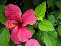 Maybe you would like to learn more about one of these? Top North Texas Perennial Flowers Ryno Lawn Care Llc