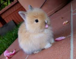 25 g di pellet per chilo di peso. Coniglio Nano Linguaggio Cura E Alimentazione Proteggi Chi Ami