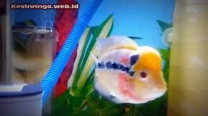 Halaman ini untuk memberikan info tentang ikan hias dan aquarium, Louhan Srd Super Red Dragon Ikan Hias Air Tawar Video Dailymotion