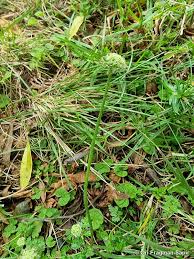 Image result for Agrocharis incognita