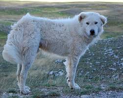 6,150 likes · 64 talking about this. Maremmano Abruzzese Sheepdog Wikiwand