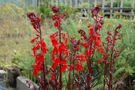 Cardinal Flower Queen Victoria Lobelia Cardinalis