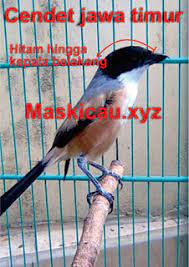 5 jenis burung cendet atau pentet indonesia 1.burung cendet coklat 2.burung cendet hitam putih 3.burung cendet abu abu besar. Ciri Ciri Yang Membedakan Cendet Madura Jawa Timur Dan Jawa Barat Maskicau Net