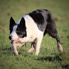 Pet dog sheep dog girl. Record Breaking Year For Sheepdogs As Ten Month Old Sells For 12 000 At Auction Tatler