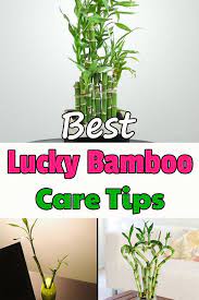 We did not find results for: How To Grow Lucky Bamboo Indoors Lucky Bamboo Plants Lucky Bamboo Care Bamboo Plant Care