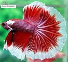 This pin has an adorable blue and red betta fish giving an angry stare to anyone who dares look at it. 500 Beautiful Beta Fish Ideas In 2021 Beta Fish Fish Betta