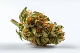 Cannabis Sorte Santa Maria