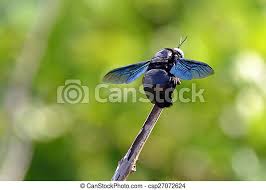 Plumber bee is another name for the carpenter bee. Big Black Bee Color Flying Insects Sitting On A Twig Canstock