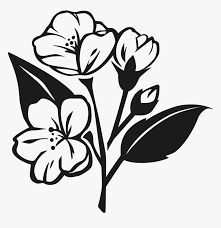 Spring flowers bloom flower nature white blossom daisies plant. Jasmine Flower Vector Png Black White Transparent Png Kindpng