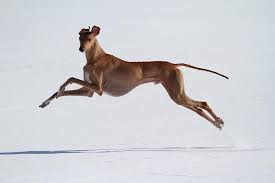 Hound Dogs Running Yosal Grey Hound Dog Dogs Hound Dog