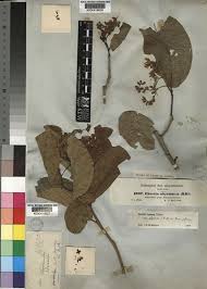 Image result for Ehretia cymosa