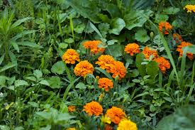 Check spelling or type a new query. Insects Bugging Your Plants Try These 10 Natural Insecticides Angi Angie S List
