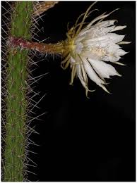 Slope angles are measured from a horizontal plane. Seeds Of Endangered Harrisia Fragrans Form Persistent Soil Seed Banks And Withstand Orthodox Storage Conditions