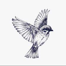 Bird Drawing Bird Drawings Bird Art Print Birds Tattoo