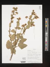 Image result for Hibiscus fuscus