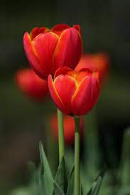 Pin On Flowers Array And Beauty