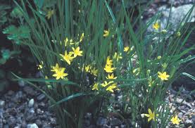 Image result for Hypoxis