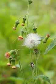 Image result for Crassocephalum crepidioides