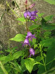 Image result for Ipomoea tenuipes