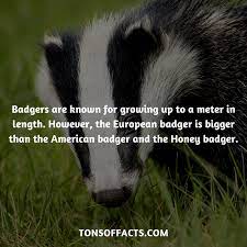 Pin On Farm Animals Wildlife