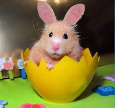 21 Adorable Animals Dressed Up For Easter Cute Animals Cute Hamsters Animal Dress Up