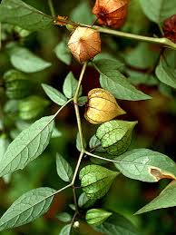 Image result for Physalis angulata