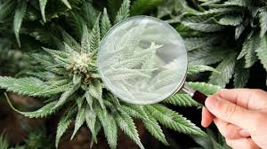 Maybe you would like to learn more about one of these? Moldy Weed Here S How To Fix It Green Rush Daily