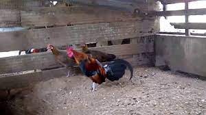 Ayam hutan, sesuai dengan namanya adalah jenis hewan liar. Ayam Hutan Original Jinak Berkokok Youtube