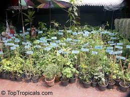 These artificial plants bangkok are customizable and available in all plant varieties. Thailand Chatuchak Jatujak Plants Market In Bangkok Toptropicals Com