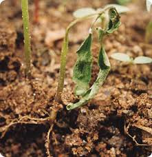 Image result for tomato seedling damping off