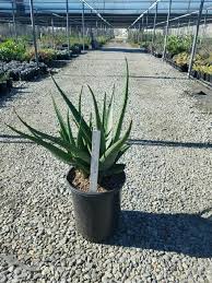 Image result for Aloe cameronii