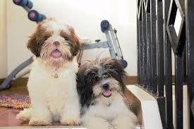 In a lot of ways, a pet like a cat or a dog is very much like a child because responsible owners care for their pets and make su. The Best Small Pets For Cuddling Teaching A Pet To Cuddle Mypetience