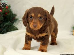 We reserve the right and will deny a sale of our puppies because the welfare of our puppies is our top priority and will always be. Miniature Long Haired Dachshund Puppy Dachshund Puppies Dachshund Puppies For Sale Mini Dachshund Puppies