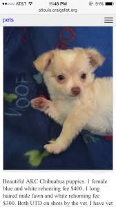 Home of healthy happy puppies that are whelped and raised in my home from health tested clear. St Louis Craigslist Pets