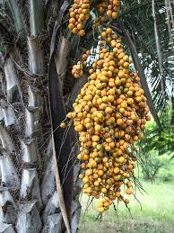 Pindo palms are often called jelly palms because of the heavy production of glowing orange dates that can be made into a tasty jelly. Hardy Feather Leaf Jelly Palm Tree Butia Capitata Urban Tropicals
