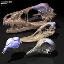 Kostenlose lieferung für viele artikel! Evolution Of Avian Olfaction Main