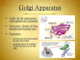 Italian cytologist camillo golgi was the first to. Cell Organelles Ppt Download